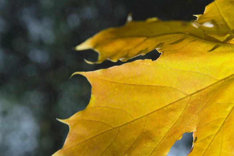 无人,横图,室外,特写,白天,仰视,美景,植物,叶子,许多,阴影,朦胧,模糊,光线,影子,景观,树,树木,黄色,绿色,阳光,自然,景色,生长,成长,自然风光,叶,叶片,彩图,低角度拍摄