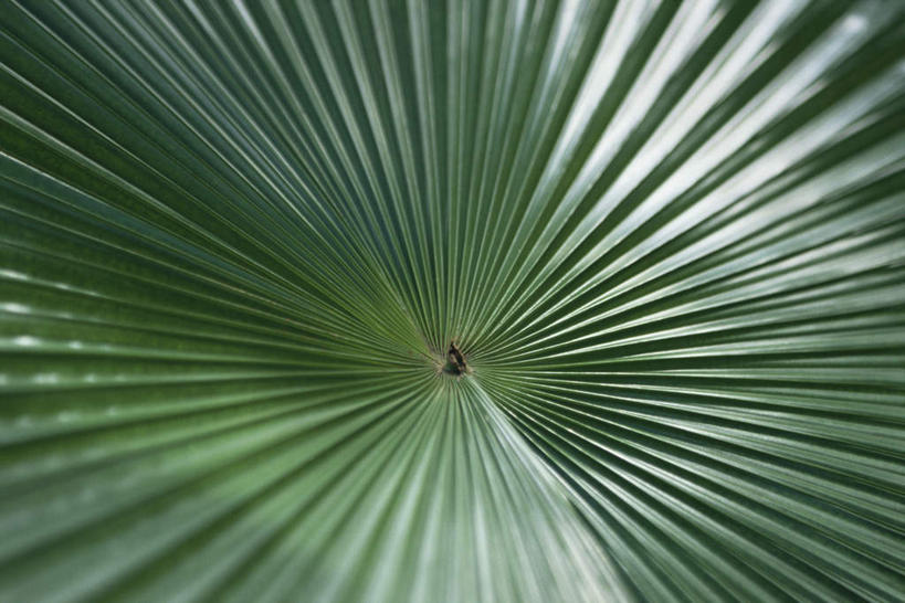 无人,横图,俯视,室外,特写,白天,植物,叶子,许多,阴影,光线,影子,绿叶,草药,药草,中药,阳光,嫩叶,药材,中草药,棕榈叶,中药材,本草,叶,叶片,彩图,高角度拍摄