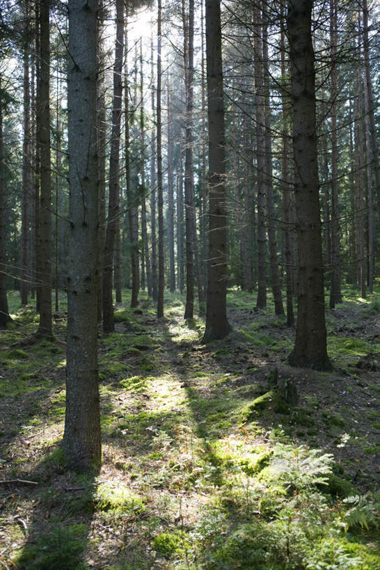 无人,竖图,室外,白天,正面,旅游,度假,草地,草坪,美景,树林,植物,叶子,许多,阴影,光线,影子,景观,绿叶,落叶,娱乐,草,树,树干,树木,黄色,绿色,阳光,自然,享受,休闲,嫩叶,景色,放松,生长,成长,自然风光,叶,叶片,彩图