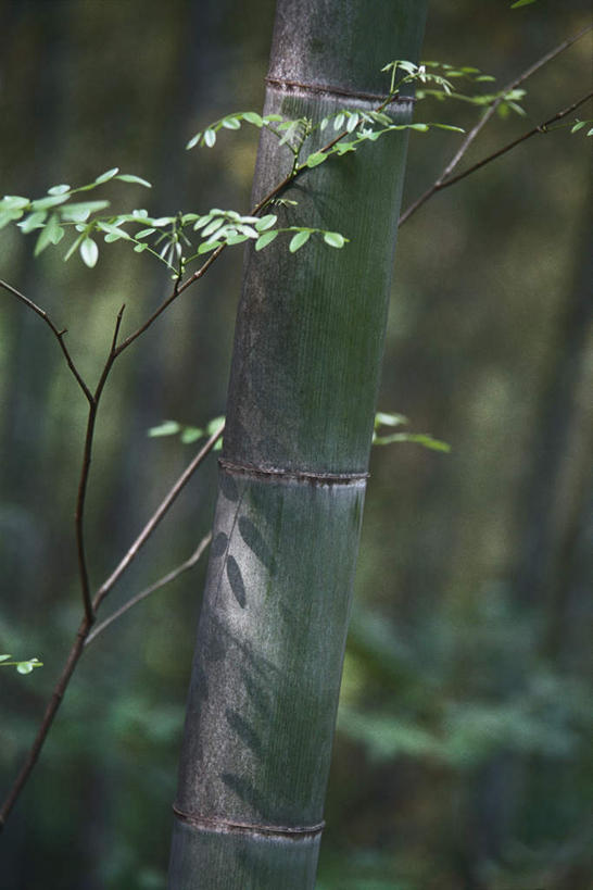 无人,竖图,室外,特写,白天,正面,草地,草坪,美景,植物,竹子,叶子,阴影,朦胧,模糊,光线,影子,景观,绿叶,草,树,树木,绿色,阳光,自然,嫩叶,景色,生长,成长,自然风光,叶,叶片,彩图