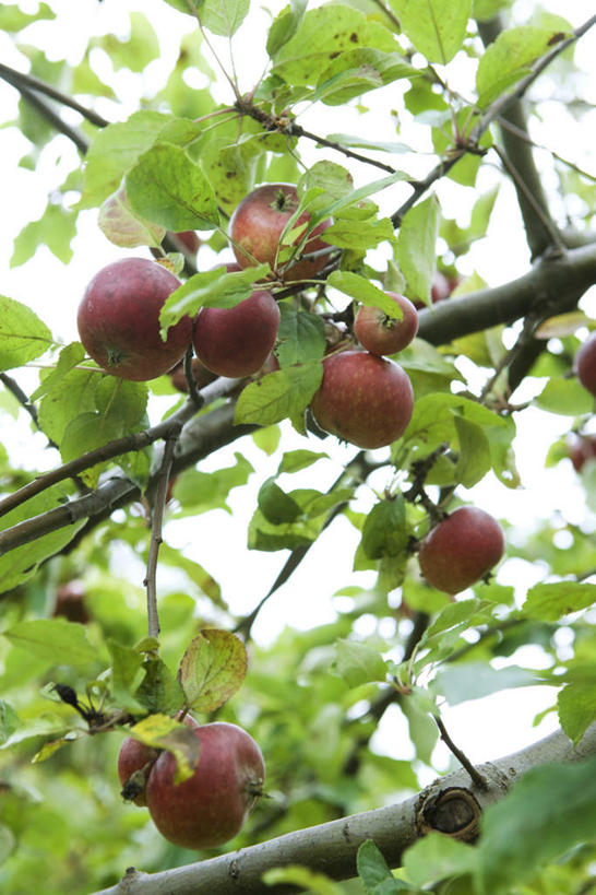 无人,竖图,室外,白天,仰视,植物,石榴,水果,叶子,许多,悬挂,新鲜,生食,食品,果实,绿叶,树,树木,食物,红色,绿色,自然,嫩叶,有机食品,绿色食品,生长,成长,叶,叶片,涂林,若榴,金罂,金庞,丹若,安石榴,彩图,低角度拍摄