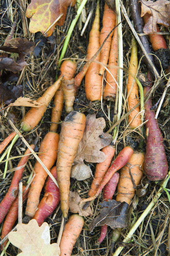 无人,农田,竖图,俯视,室外,特写,白天,庄稼,萝卜,胡萝卜,蔬菜,叶子,许多,新鲜,食品,枯叶,落叶,食物,有机食品,绿色食品,叶,叶片,红萝卜,甘荀,彩图,高角度拍摄,耕地,庄稼田