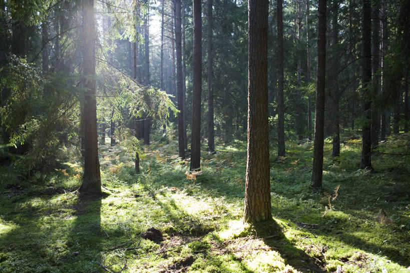 无人,横图,室外,白天,正面,旅游,度假,草地,草坪,美景,森林,树林,植物,叶子,阴影,光线,影子,景观,泥土,绿叶,落叶,娱乐,草,树,树木,黄色,绿色,天空,阳光,自然,天,享受,休闲,嫩叶,景色,放松,生长,成长,自然风光,叶,叶片,彩图