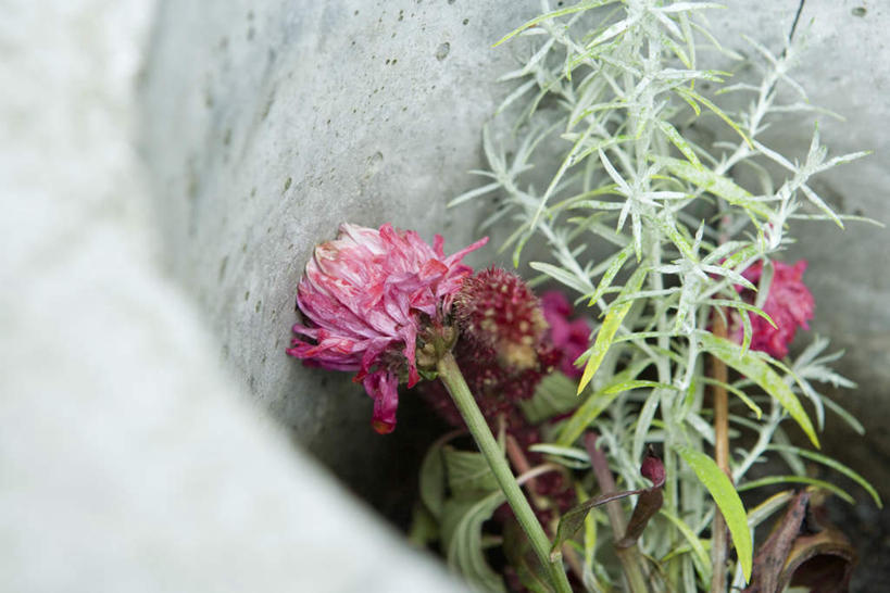 无人,横图,俯视,室外,特写,白天,叶子,许多,枯萎,盛开,绿叶,野花,花蕾,花,花瓣,花朵,鲜花,粉色,花苞,花蕊,嫩叶,井,叶,叶片,彩图,高角度拍摄