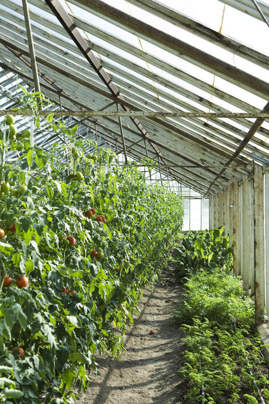 无人,竖图,室内,白天,正面,草地,草坪,美景,植物,西红柿,叶子,一排,许多,阴影,整齐,光线,木条,影子,帐篷,景观,泥土,土,绿叶,温室,草,树,树木,排列,绿色,阳光,自然,框架,嫩叶,景色,生长,成长,队列,自然风光,叶,叶片,樱桃番茄,圣女果,番茄,彩图