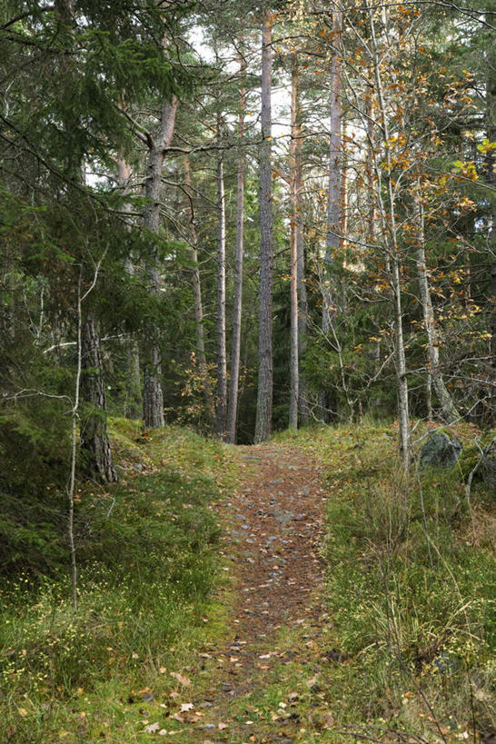 无人,竖图,室外,白天,正面,旅游,度假,草地,草坪,美景,森林,树林,植物,道路,路,叶子,许多,景观,小路,绿叶,落叶,交通,娱乐,草,树,树木,黄色,绿色,天空,自然,天,享受,休闲,嫩叶,景色,放松,生长,成长,自然风光,叶,叶片,彩图
