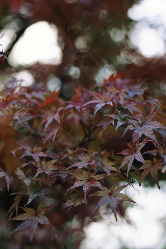无人,竖图,室内,特写,白天,正面,美景,秋季,植物,叶子,许多,朦胧,模糊,景观,树,树木,红色,绿色,天空,自然,天,景色,生长,成长,自然风光,叶,叶片,秋,秋天,彩图