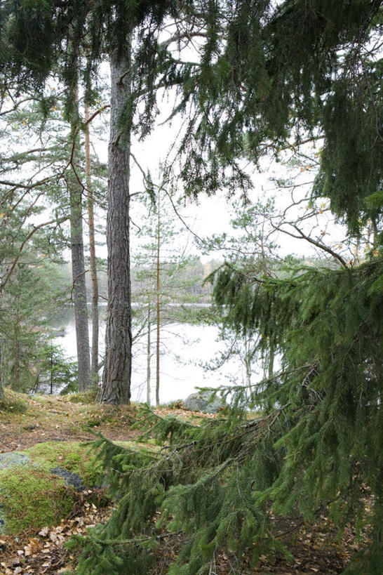 无人,竖图,室外,白天,正面,旅游,度假,草地,草坪,湖,湖泊,美景,水,植物,叶子,阴影,枯萎,光线,影子,湖面,景观,水流,水面,枯草,枯叶,绿叶,落叶,娱乐,草,树,树木,黄色,绿色,天空,阳光,自然,湖水,天,享受,休闲,嫩叶,景色,放松,生长,成长,自然风光,叶,叶片,彩图