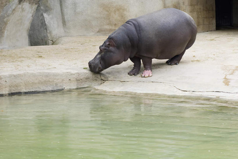 无人,动物园,站,横图,室外,特写,白天,正面,河流,石头,水,河马,野生动物,阴影,波纹,光线,石子,影子,墙,河水,水流,地面,注视,闻,墙壁,墙面,一只,黑色,水纹,阳光,动物,波浪,观察,看,站着,可爱,活泼,观看,察看,关注,石块,站立,彩图