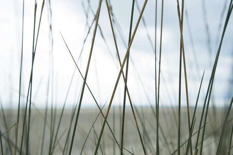 无人,横图,室外,特写,白天,正面,旅游,度假,草地,草坪,美景,田园,植物,朦胧,模糊,景观,云,云朵,云彩,娱乐,草,蓝色,绿色,白云,蓝天,天空,自然,天,享受,休闲,景色,放松,自然风光,彩图