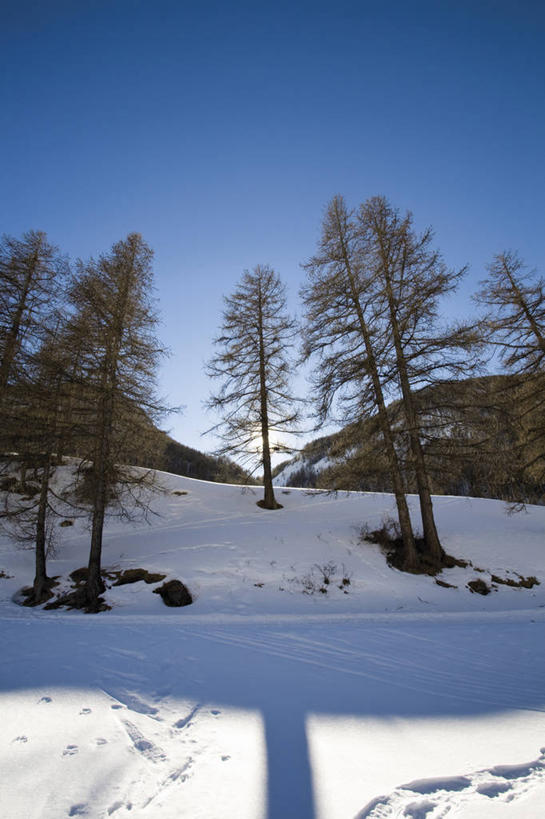 无人,竖图,室外,白天,仰视,旅游,度假,美景,树林,雪,植物,大雪,法国,欧洲,阴影,光线,影子,积雪,景观,雪景,冬季,冬天,娱乐,树,树木,蓝色,绿色,蓝天,天空,阳光,自然,天,享受,休闲,景色,放松,寒冷,生长,晴朗,成长,自然风光,万里无云,法兰西共和国,法兰西第五共和国,严寒,普罗旺斯.阿尔卑斯.蓝色海岸,普罗旺斯.阿尔卑斯.蓝色海岸大区,晴空,晴空万里,彩图,低角度拍摄,上普罗旺斯阿尔卑斯省