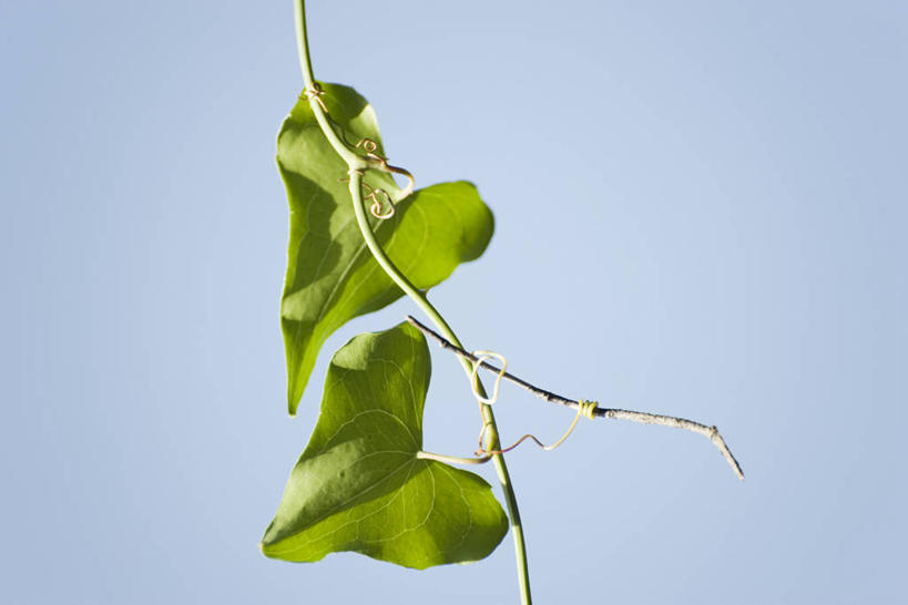 无人,横图,室外,特写,白天,仰视,爱情,植物,叶子,阴影,爱心,光线,纹理,影子,绿叶,浪漫,蓝色,绿色,蓝天,天空,阳光,天,温暖,温馨,心形,嫩叶,恩爱,晴朗,和睦,万里无云,肌理,心型,叶,叶片,叶脉,晴空,晴空万里,彩图,低角度拍摄,融洽