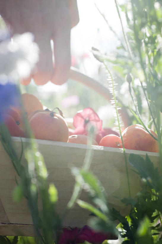 西方人,手,一个人,竖图,室外,特写,白天,正面,草地,植物,杏,水果,欧洲,欧洲人,仅一个年轻女性,仅一个女性,仅一个人,一堆,许多,堆叠,堆积,朦胧,模糊,新鲜,木制,篮子,生食,食品,果实,很多,草,食物,绿色,木制品,容器,手部,提,有机食品,绿色食品,储藏,堆,单手,提着,储存,曝光,杏果,暴光,年轻女性,女人,女性,白种人,杏子,半身,彩图,贮存