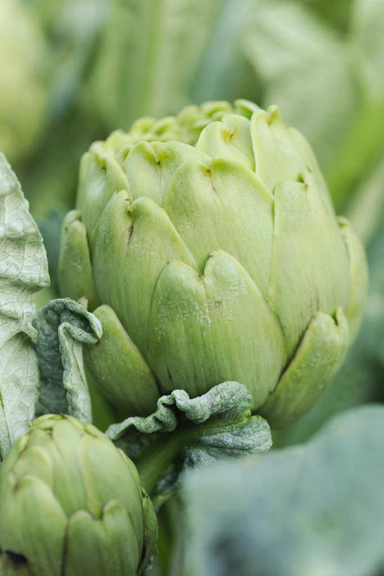 无人,竖图,室外,特写,白天,正面,植物,蔬菜,许多,朦胧,模糊,新鲜,食品,草药,药草,中药,食物,绿色,蓟,有机食品,绿色食品,药材,中草药,中药材,本草,大蓟,刺蓟,山萝卜,彩图