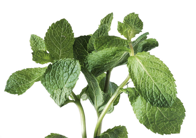 无人,横图,俯视,室内,特写,白天,白色背景,餐桌,桌子,蔬菜,静物,叶子,新鲜,生食,薄荷,食品,绿叶,食物,一个,绿色,嫩叶,摄影,有机食品,绿色食品,影棚,单个,餐台,叶,叶片,彩图,高角度拍摄,影棚拍摄,拍摄