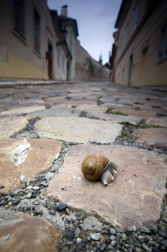 无人,家,竖图,室外,特写,白天,正面,草地,草坪,石头,植物,道路,路,朦胧,模糊,蜗牛,石子,房屋,屋子,公寓,小路,交通,洋房,楼房,住宅,草,一只,绿色,动物,趴着,软体动物,石块,岩石,趴,彩图,全身,房子