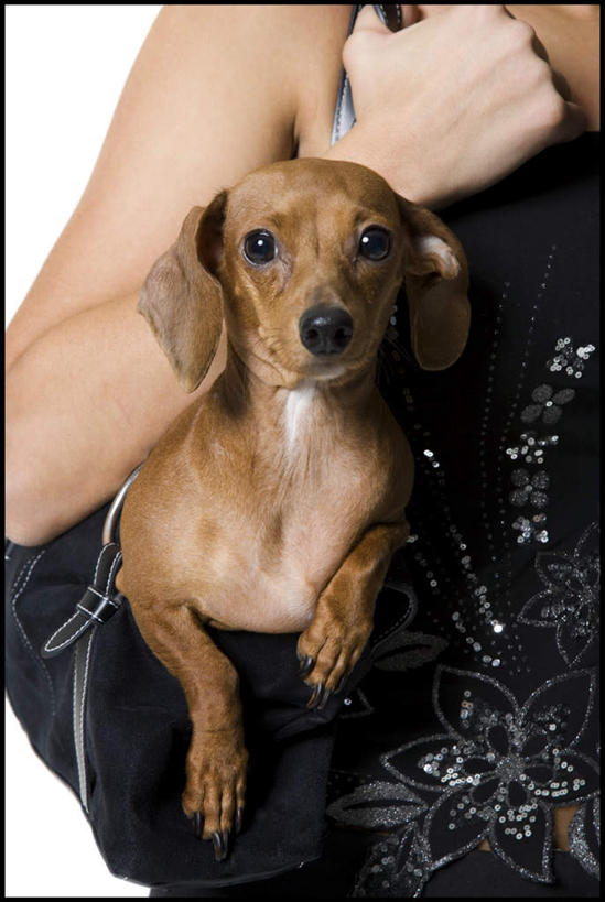 西方人,手,一个人,竖图,室内,特写,白天,白色背景,正面,宠物,狗,欧洲,欧洲人,仅一个女性,仅一个人,握,服装,包,皮包,猎犬,拿,拿着,一只,衣服,动物,仅一个中年女性,手部,可爱,握着,摄影,服饰,影棚,单手,单肩包,衣着,穿着,德国猎犬,忠诚,衣饰,女人,女性,中年女性,白种人,犬,半身,彩图,影棚拍摄,拍摄