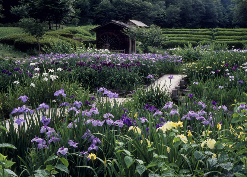 无人,家,木屋,横图,俯视,室外,白天,旅游,度假,花海,花圃,美景,植物,道路,路,叶子,奈良县,日本,亚洲,许多,阴影,盛开,光线,影子,景观,小路,交通,花蕾,娱乐,住宅,花,花瓣,花朵,鲜花,树,树木,黄色,绿色,紫色,阳光,自然,花丛,花束,花田,花苞,花蕊,享受,休闲,景色,放松,生长,成长,鸢尾,自然风光,东亚,本州,本州岛,日本国,近畿地方,奈良,近畿,紫蝴蝶,蓝蝴蝶,乌鸢,扁竹花,彩图,高角度拍摄,茅舍,茅屋,棚屋,小木屋,小屋