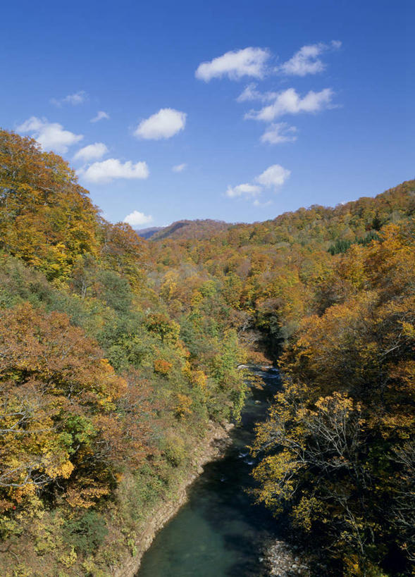 无人,竖图,室外,白天,正面,旅游,度假,河流,美景,山,山脉,树林,水,植物,日本,亚洲,许多,阴影,光线,影子,河水,景观,山峰,水流,云,云朵,山峦,云彩,娱乐,树,树木,黄色,蓝色,绿色,白云,蓝天,天空,阳光,自然,群山,天,享受,休闲,景色,放松,生长,成长,自然风光,东亚,本州,本州岛,日本国,青森,青森县,东北地方,白神山地,彩图