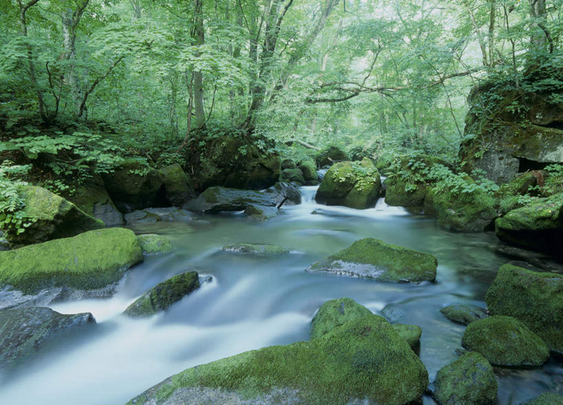 无人,横图,室外,白天,正面,旅游,度假,河流,石头,美景,树林,水,植物,日本,亚洲,阴影,光线,石子,影子,河水,景观,水流,苔藓,娱乐,树,树木,绿色,阳光,自然,享受,休闲,景色,放松,生长,成长,自然风光,东亚,本州,本州岛,日本国,青森,青森县,东北地方,十和田湖,石块,岩石,彩图