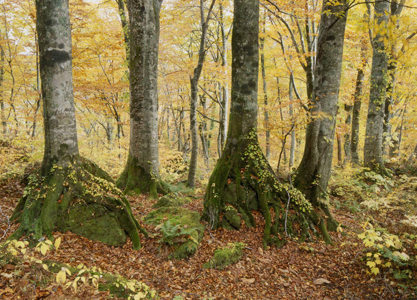 无人,横图,室外,白天,正面,旅游,度假,美景,秋季,森林,树林,植物,叶子,秋田县,日本,亚洲,景观,青苔,枯叶,落叶,苔藓,娱乐,树,树木,绿色,自然,享受,休闲,景色,放松,生长,成长,自然风光,东亚,山毛榉,本州,本州岛,日本国,秋田,东北地方,麻栎金刚,山毛榉树,藤里町,叶,叶片,秋,秋天,彩图,山本郡