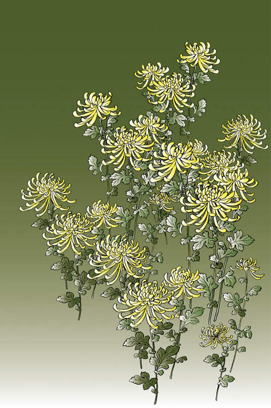 无人,竖图,插画,室内,白天,正面,爱情,数码,科技,植物,叶子,许多,绿色背景,阴影,盛开,网络,高光,几何,计算机图形,合成,花蕾,图画,画,花,花瓣,花朵,鲜花,黄色,绿色,花苞,花蕊,菊花,吉祥,电脑合成图,数码合成图,漫画,写实,具体,具象,高洁,长寿,怀恋,清净,真情,寿客,秋菊,彩图