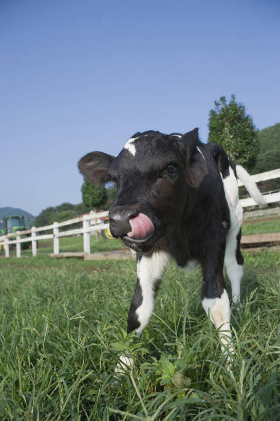 无人,农场,栏杆,站,竖图,室外,白天,仰视,旅游,度假,畜牧业,牧场,草地,草坪,石头,美景,山,山脉,植物,牛,日本,亚洲,阴影,花纹,光线,石子,影子,栅栏,景观,篱笆,山峰,围栏,乳牛,山峦,注视,娱乐,吐舌头,护栏,草,树,树木,一只,蓝色,绿色,蓝天,天空,阳光,自然,动物,群山,天,观察,看,伸舌头,站着,享受,休闲,吐舌,家畜,景色,放松,牲畜,生长,晴朗,成长,观看,察看,关注,自然风光,斑纹,东亚,沉积岩,畜牧,万里无云,日本国,牧业,水成岩,石块,岩石,晴空,晴空万里,奶牛,站立,彩图,低角度拍摄,全身