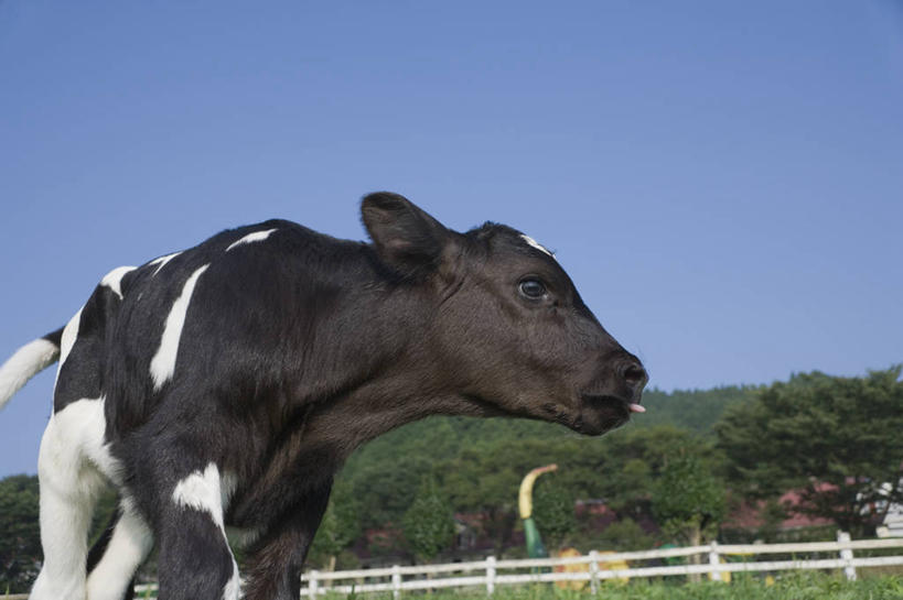 无人,农场,栏杆,站,横图,室外,白天,仰视,旅游,度假,畜牧业,牧场,草地,草坪,石头,美景,山,山脉,植物,牛,日本,亚洲,阴影,花纹,光线,石子,影子,栅栏,景观,篱笆,山顶,山峰,围栏,乳牛,山峦,注视,娱乐,护栏,草,树,树木,一只,蓝色,绿色,蓝天,天空,阳光,自然,动物,群山,天,观察,看,站着,享受,休闲,家畜,景色,放松,牲畜,生长,晴朗,成长,观看,察看,关注,自然风光,斑纹,东亚,沉积岩,畜牧,万里无云,日本国,牧业,颠峰,极峰,水成岩,石块,岩石,晴空,晴空万里,奶牛,站立,半身,彩图,低角度拍摄