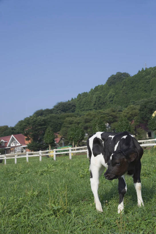 无人,农场,栏杆,站,竖图,室外,白天,正面,旅游,度假,畜牧业,牧场,草地,草坪,石头,美景,山,山脉,植物,牛,日本,亚洲,阴影,花纹,光线,石子,影子,栅栏,景观,篱笆,山顶,山峰,围栏,乳牛,山峦,扭头,注视,娱乐,护栏,草,树,树木,一只,蓝色,绿色,蓝天,天空,阳光,自然,动物,群山,天,观察,看,站着,转头,享受,休闲,家畜,景色,放松,牲畜,生长,晴朗,成长,观看,察看,关注,自然风光,斑纹,东亚,沉积岩,畜牧,万里无云,日本国,牧业,颠峰,极峰,水成岩,石块,岩石,晴空,晴空万里,奶牛,站立,彩图,全身