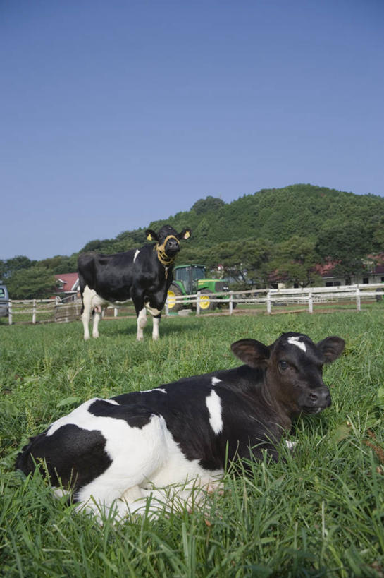 无人,农场,栏杆,站,坐,竖图,室外,白天,侧面,旅游,度假,畜牧业,牧场,草地,草坪,石头,美景,山,山脉,植物,牛,日本,亚洲,阴影,花纹,光线,石子,影子,栅栏,景观,篱笆,山顶,山峰,围栏,乳牛,山峦,注视,娱乐,护栏,草,树,树木,蓝色,绿色,蓝天,天空,阳光,自然,动物,群山,天,观察,看,站着,两只,享受,休闲,家畜,景色,放松,牲畜,生长,晴朗,成长,观看,察看,关注,自然风光,斑纹,东亚,沉积岩,畜牧,万里无云,日本国,牧业,颠峰,极峰,水成岩,石块,岩石,晴空,晴空万里,奶牛,站立,坐着,彩图,全身