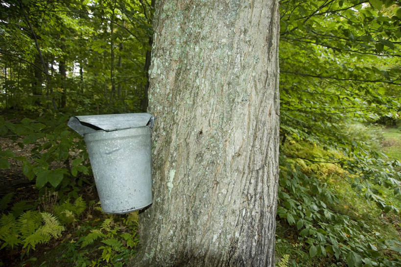 无人,横图,室外,白天,正面,美景,森林,树林,植物,美国,粘稠,铁桶,桶,景观,调料,糖,调味品,调味料,树,树木,一个,绿色,自然,容器,景色,生长,单个,成长,储藏,糖浆,北美,北美洲,储存,自然风光,美洲,枫糖浆,黏稠,佛蒙特州,佛蒙特,绿岭之州,北亚美利加洲,亚美利加洲,浓厚,彩图,贮存