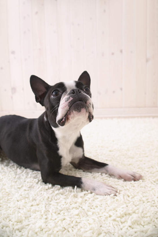 无人,站,竖图,室内,白天,白色背景,侧面,宠物,狗,纺织品,装饰,毛毯,毯子,梗犬,注视,波士顿犬,纺织,一只,白色,动物,垫子,观察,看,站着,温暖,可爱,摄影,影棚,观看,华丽,修饰,点缀,察看,关注,波士顿狗,忠诚,衬托,美观,雅致,雅观,波士顿更,波士顿梗,波士顿梗犬,犬,抬头,仰头,站立,半身,彩图,影棚拍摄,拍摄