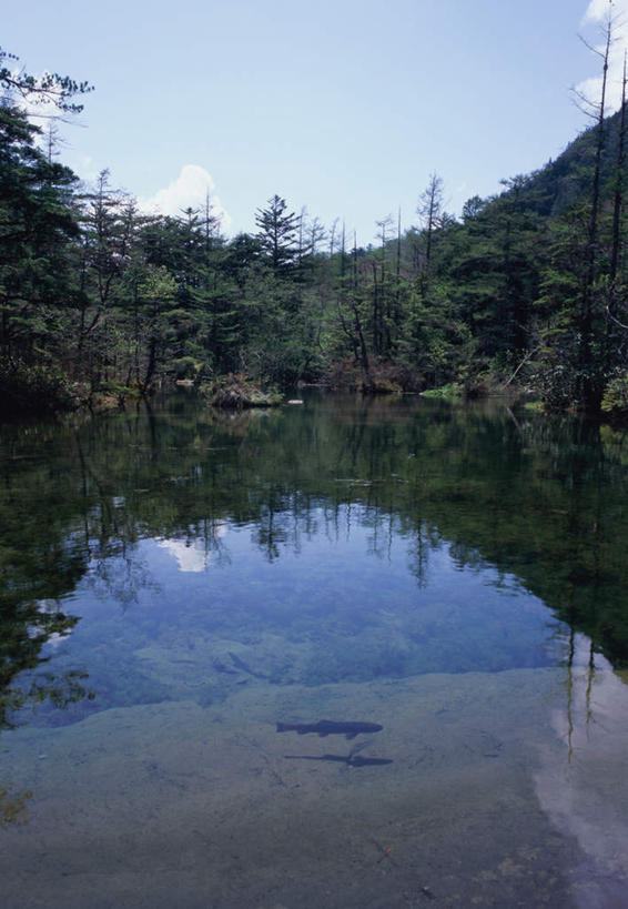 无人,竖图,室外,白天,正面,旅游,度假,河流,石头,美景,森林,山,树林,水,雪,雪山,植物,大雪,长野县,日本,亚洲,反射,石子,冰,河水,积雪,景观,山峰,水流,雪景,云,云朵,冬季,冬天,山峦,云彩,娱乐,树,树木,蓝色,绿色,白云,倒影,蓝天,天空,自然,天,夏天,享受,休闲,景色,放松,寒冷,生长,晴朗,成长,冰冷,自然风光,东亚,本州,本州岛,日本国,中部地方,长野,严寒,冰凉,酷寒,凛冽,凛凛,极冷,石块,岩石,晴空,彩图