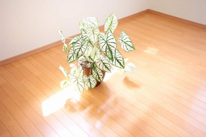 无人,家,客厅,横图,俯视,室内,白天,太阳,植物,别墅,地板,家具,装修,建筑,欧式,阴影,装饰,光线,盆栽,影子,房屋,屋子,公寓,盆景,地面,豪华,建设,现代,装潢,洋房,楼房,木地板,住宅,绿色,阳光,自然,室内装潢,生长,成长,明亮,起居室,舒适,家居装潢,房屋设计,地中海风格,古典风格,简约风格,室内设计,宽敞,样板房装潢,设计,彩图,高角度拍摄,房子