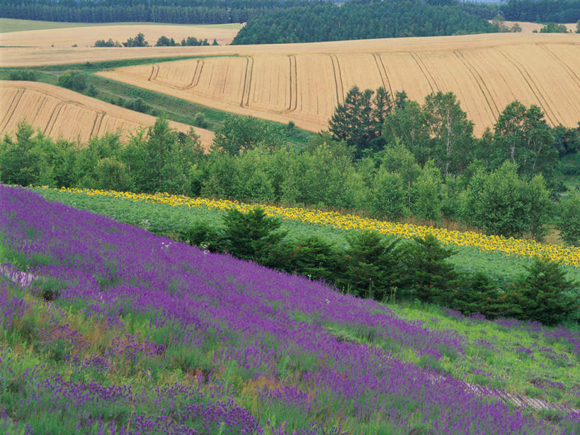 无人,农田,横图,室外,白天,正面,爱情,旅游,度假,幸福,庄稼,农作物,小麦,花海,花圃,美景,太阳,植物,向日葵,叶子,北海道,日本,亚洲,盛开,景观,谷物,浪漫,花蕾,娱乐,花,花瓣,花朵,花卉,鲜花,绿色,自然,香草,花丛,花束,花田,花苞,花蕊,薰衣草,享受,休闲,景色,放松,麦子,自然风光,呼吸,光辉,东亚,沉默,忠诚,日本国,北海道地方,北海道岛,美瑛町,灵香草,黄香草,勇敢,美瑛,投缘,爱慕,奇迹,高傲,朝阳花,葵花,望日莲,向阳花,转日莲,彩图,耕地,庄稼田