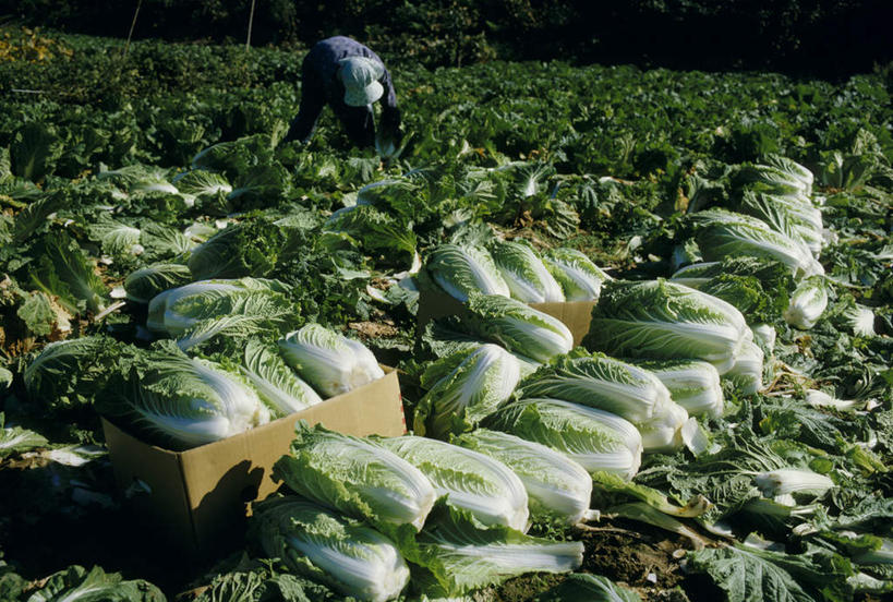 东方人,一个人,农田,站,横图,室外,白天,正面,旅游,度假,庄稼,美景,蔬菜,叶子,亚洲,仅一个年轻女性,仅一个女性,仅一个人,一堆,许多,弯腰,堆叠,堆积,新鲜,景观,大白菜,食品,绿叶,注视,黄种人,娱乐,白菜,食物,自然,观察,看,站着,享受,休闲,嫩叶,景色,放松,有机食品,绿色食品,收获,观看,堆,察看,关注,自然风光,弯身,胶菜,镳菜,年轻女性,女人,女性,亚洲人,叶,叶片,站立,彩图,全身,耕地,庄稼田