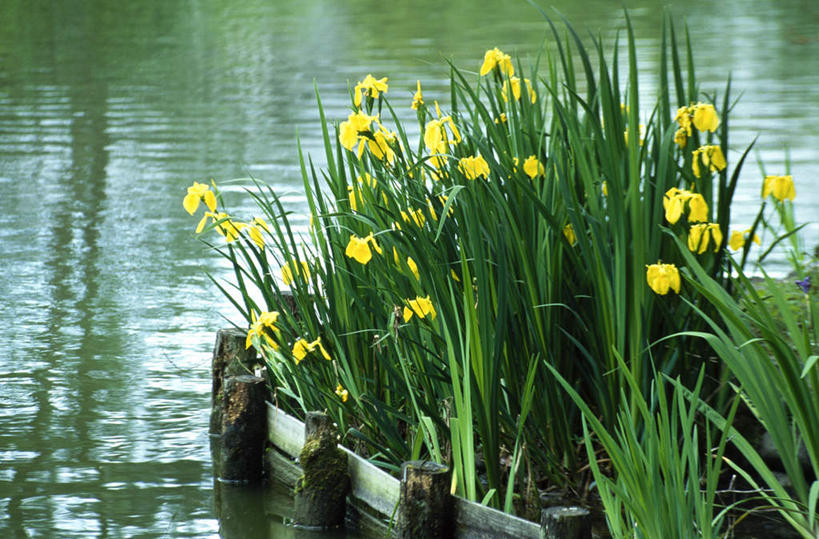 无人,横图,室外,白天,正面,旅游,度假,河流,美景,水,植物,京都,日本,亚洲,波纹,盛开,河水,景观,水流,草药,涟漪,花蕾,娱乐,中药,花,花瓣,花朵,鲜花,黄色,倒影,水纹,自然,波浪,花苞,花蕊,享受,休闲,景色,放松,京都府,倒映,鸢尾,自然风光,药材,中草药,东亚,中药材,本草,本州,本州岛,日本国,近畿地方,近畿,水晕,紫蝴蝶,蓝蝴蝶,乌鸢,扁竹花,反照,彩图