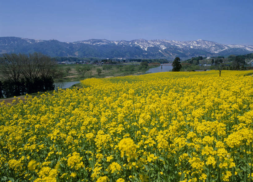 无人,横图,室外,白天,正面,旅游,度假,河流,美景,山,水,雪,雪山,大雪,长野县,日本,亚洲,盛开,冰,河水,积雪,景观,山峰,水流,雪景,冬季,冬天,山峦,花蕾,娱乐,花,花瓣,花朵,鲜花,黄色,蓝色,蓝天,天空,自然,天,花苞,花蕊,油菜花,享受,休闲,景色,放松,寒冷,冰冷,自然风光,东亚,本州,本州岛,日本国,中部地方,长野,严寒,冰凉,酷寒,凛冽,凛凛,极冷,彩图