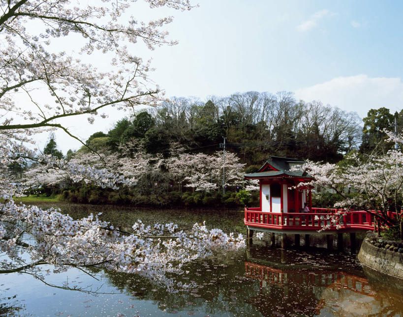 无人,横图,室外,白天,正面,旅游,度假,幸福,纯洁,美景,山,植物,樱花,日本,亚洲,盛开,亭子,景观,山峰,云,云朵,山峦,千叶县,花蕾,云彩,娱乐,花,花瓣,花朵,鲜花,树,树木,蓝色,绿色,白云,蓝天,天空,自然,天,花苞,花蕊,享受,休闲,景色,放松,生长,成长,等待,生命,自然风光,东亚,本州,关东地方,本州岛,日本国,仙樱花,福岛樱,青肤樱,高尚,千叶,热烈,荆桃,彩图