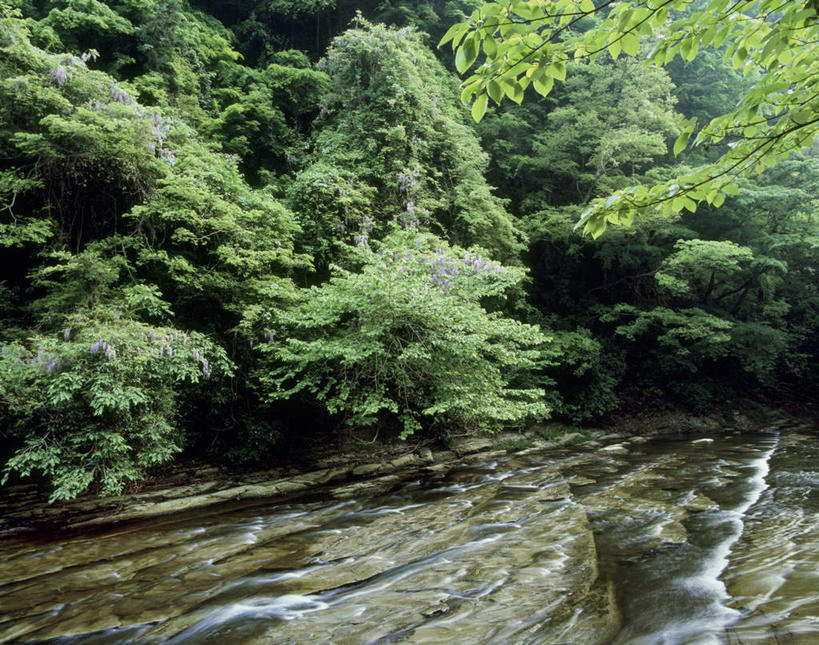 无人,横图,室外,白天,正面,旅游,度假,河流,美景,森林,树林,水,植物,日本,亚洲,河水,景观,水流,千叶县,娱乐,树,树木,绿色,自然,享受,休闲,景色,放松,生长,成长,自然风光,东亚,本州,关东地方,本州岛,日本国,千叶,彩图