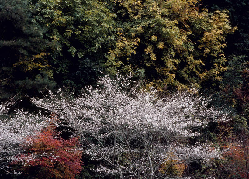 无人,横图,室外,白天,正面,旅游,度假,幸福,纯洁,美景,树林,植物,樱花,爱知县,日本,亚洲,盛开,景观,花蕾,娱乐,花,花瓣,花朵,鲜花,树,树木,绿色,自然,花苞,花蕊,享受,休闲,景色,放松,生长,成长,等待,生命,自然风光,东亚,本州,本州岛,日本国,中部地方,爱知,仙樱花,福岛樱,青肤樱,高尚,热烈,荆桃,彩图