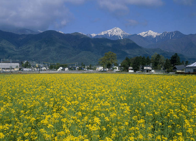 无人,横图,室外,白天,正面,旅游,度假,美景,山,雪,大雪,长野县,日本,亚洲,盛开,积雪,景观,山峰,雪景,云,云朵,冬天,山峦,花蕾,云彩,娱乐,花,花瓣,花朵,鲜花,蓝色,白云,蓝天,天空,自然,天,花苞,花蕊,油菜花,享受,休闲,景色,放松,自然风光,东亚,本州,本州岛,日本国,中部地方,长野,彩图,芸苔,芸薹