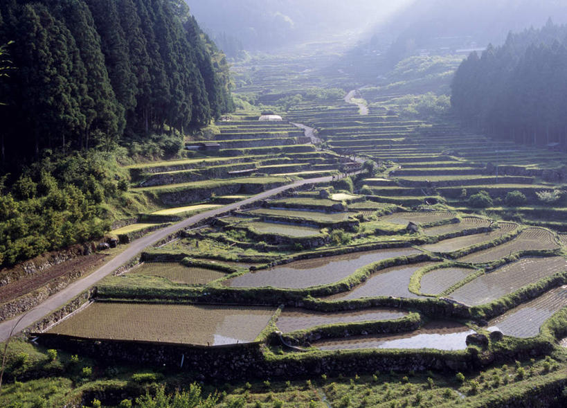 无人,农田,横图,室外,白天,正面,旅游,度假,庄稼,梯田,农作物,美景,山,树林,植物,爱知县,日本,亚洲,朦胧,模糊,曲折,弯曲,稻田,景观,山峰,山峦,娱乐,树,树木,绿色,自然,享受,休闲,景色,放松,蜿蜒,生长,成长,自然风光,东亚,本州,本州岛,日本国,中部地方,爱知,彩图,耕地,庄稼田