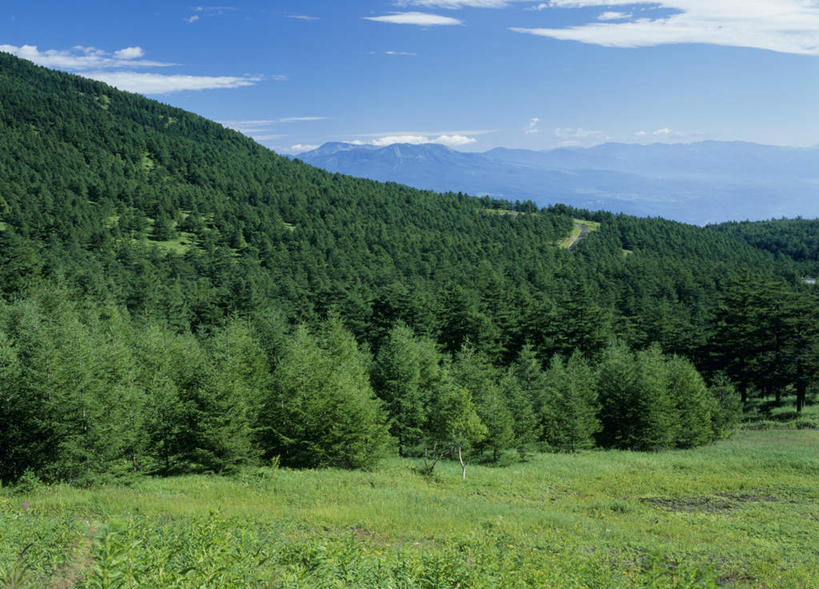 无人,横图,室外,白天,正面,旅游,度假,草地,草坪,美景,森林,山,树林,植物,长野县,日本,亚洲,景观,山峰,山峦,娱乐,草,树,树木,绿色,自然,享受,休闲,景色,放松,生长,成长,自然风光,东亚,本州,本州岛,日本国,中部地方,长野,彩图
