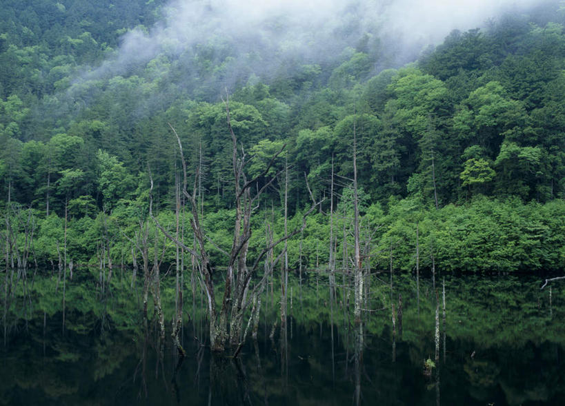 无人,横图,室外,白天,正面,旅游,度假,湖,湖泊,美景,水,植物,雾,长野县,日本,亚洲,阴影,朦胧,模糊,反射,影子,湖面,景观,水流,水面,娱乐,树,树木,绿色,自然,湖水,享受,休闲,景色,放松,生长,成长,迷雾,自然风光,东亚,本州,本州岛,日本国,中部地方,长野,大雾,彩图