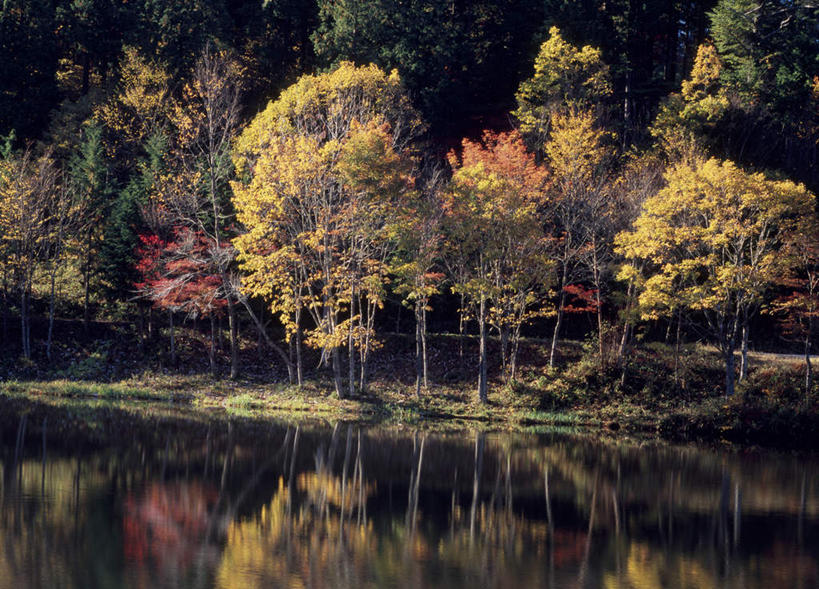 无人,横图,室外,白天,正面,旅游,度假,湖,湖泊,美景,森林,树林,水,植物,爱知县,日本,亚洲,阴影,反射,影子,湖面,景观,水流,水面,娱乐,树,树木,绿色,自然,湖水,享受,休闲,景色,放松,生长,成长,自然风光,东亚,本州,本州岛,日本国,中部地方,爱知,彩图