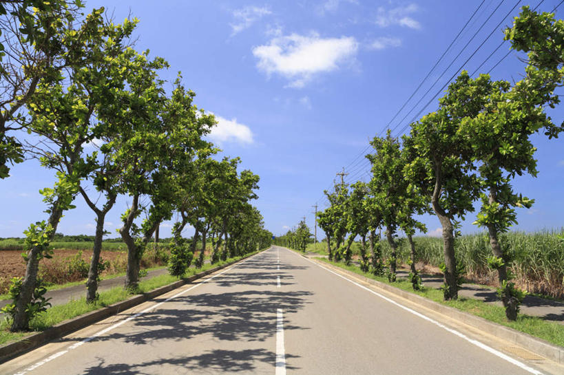 无人,横图,室外,白天,仰视,旅游,度假,美景,树林,植物,道路,路,公路,日本,亚洲,阴影,反射,影子,景观,云,云朵,交通,云彩,娱乐,冲绳,树,树木,蓝色,绿色,白云,蓝天,天空,自然,天,享受,休闲,景色,放松,生长,成长,冲绳县,自然风光,东亚,琉球群岛,日本国,九州地方,马路,彩图,低角度拍摄
