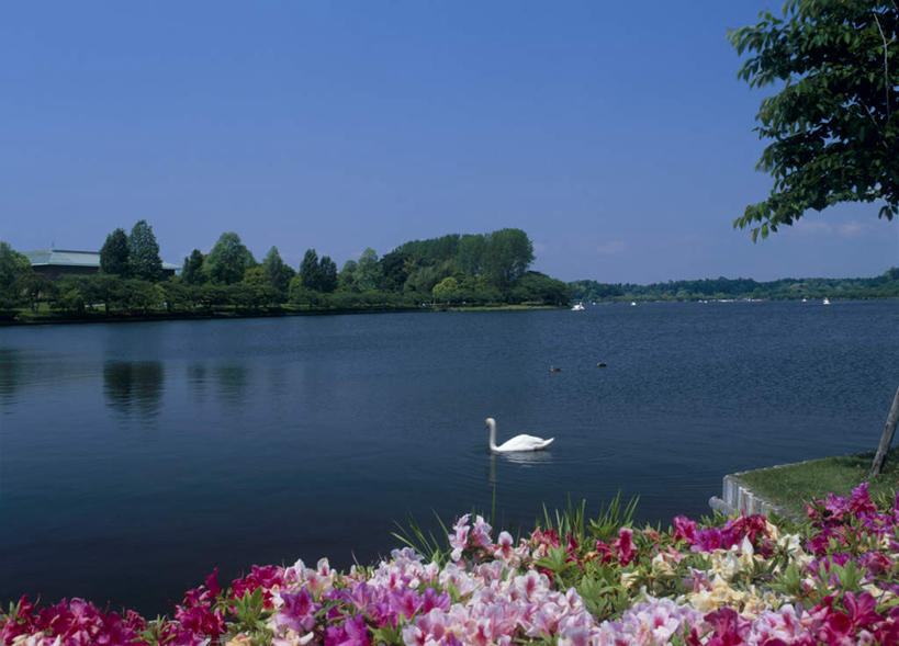 游泳,无人,横图,室外,白天,正面,旅游,度假,湖,湖泊,花海,花圃,美景,森林,树林,水,植物,杜鹃花,天鹅,叶子,日本,亚洲,盛开,湖面,景观,水流,水面,杜鹃,美丽,花蕾,注视,娱乐,家禽,花,花瓣,花朵,鲜花,树,树木,一只,蓝色,绿色,白色,蓝天,天空,自然,湖水,花丛,花束,花田,天,花苞,花蕊,观察,看,享受,休闲,景色,放松,可爱,生长,晴朗,成长,观看,察看,禽类,关注,自然风光,东亚,本州,万里无云,茨城,茨城县,关东地方,本州岛,日本国,红杜鹃,满山红,清明花,清时,山踯躅,红踯躅,县厅,泅水,拍浮,山石榴,映山红,晴空,晴空万里,彩图,水户,水户市,水戸,水戸市