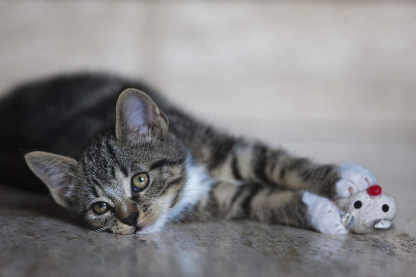 无人,躺,横图,室内,特写,白天,正面,宠物,猫,朦胧,模糊,瓷砖,地砖,地面,注视,一只,动物,观察,看,趴着,可爱,观看,察看,关注,猫咪,卧着,趴,躺着,卧,半身,彩图