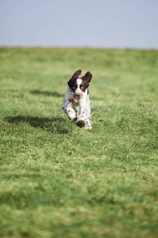 无人,竖图,室外,白天,正面,草地,草坪,植物,宠物,狗,奔驰,阴影,光线,影子,地平线,辽阔,地面,注视,草,一只,蓝色,绿色,蓝天,天空,阳光,动物,天,奔跑,观察,看,广阔,可爱,晴朗,观看,一望无际,察看,关注,延伸,寻回犬,忠诚,万里无云,天地相交,史宾格犬,无边无际,一马平川,晴空,晴空万里,犬,彩图,全身,英国史宾格犬